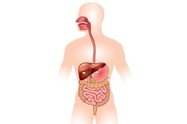 The Gut or Gastrointestinal Tract - Gut Health